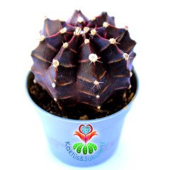 Gymnocalycium Mihanovichii Purple Moon-Doğal Mor-Bordo Renkte -6 cm Saksıda 6 cm Çapında Gelişmiş Formda