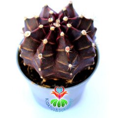 Gymnocalycium Mihanovichii Purple Moon-Doğal Mor-Bordo Renkte -6 cm Saksıda 6 cm Çapında Gelişmiş Formda
