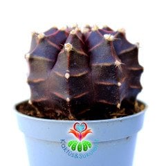 Gymnocalycium Mihanovichii Purple Moon-Doğal Mor-Bordo Renkte -6 cm Saksıda 6 cm Çapında Gelişmiş Formda