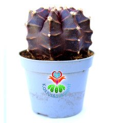 Gymnocalycium Mihanovichii Purple Moon-Doğal Mor-Bordo Renkte -6 cm Saksıda 6 cm Çapında Gelişmiş Formda