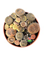 Lithops Aucampiae Mix-Bir Çok Kök Yaşayan Altıntaş- 8,5 cm Saksıda