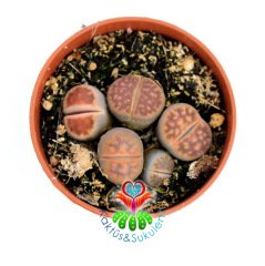 Lithops Mix- Kahverengi-Kırmızı Tonlarında Yaşayan Taşlar-5,5 cm Saksıda
