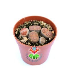 Lithops Mix- Kahverengi-Kırmızı Tonlarında Yaşayan Taşlar-5,5 cm Saksıda