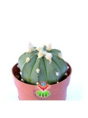 Astrophytum Myriostigma Nudum x Asterias Hybrid 7 cm Saksılı Nadir Tür