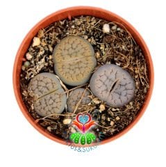 Lithops Mix- Gri-Beyaz Tonlarında Yaşayan Taşlar-5,5 cm Saksıda