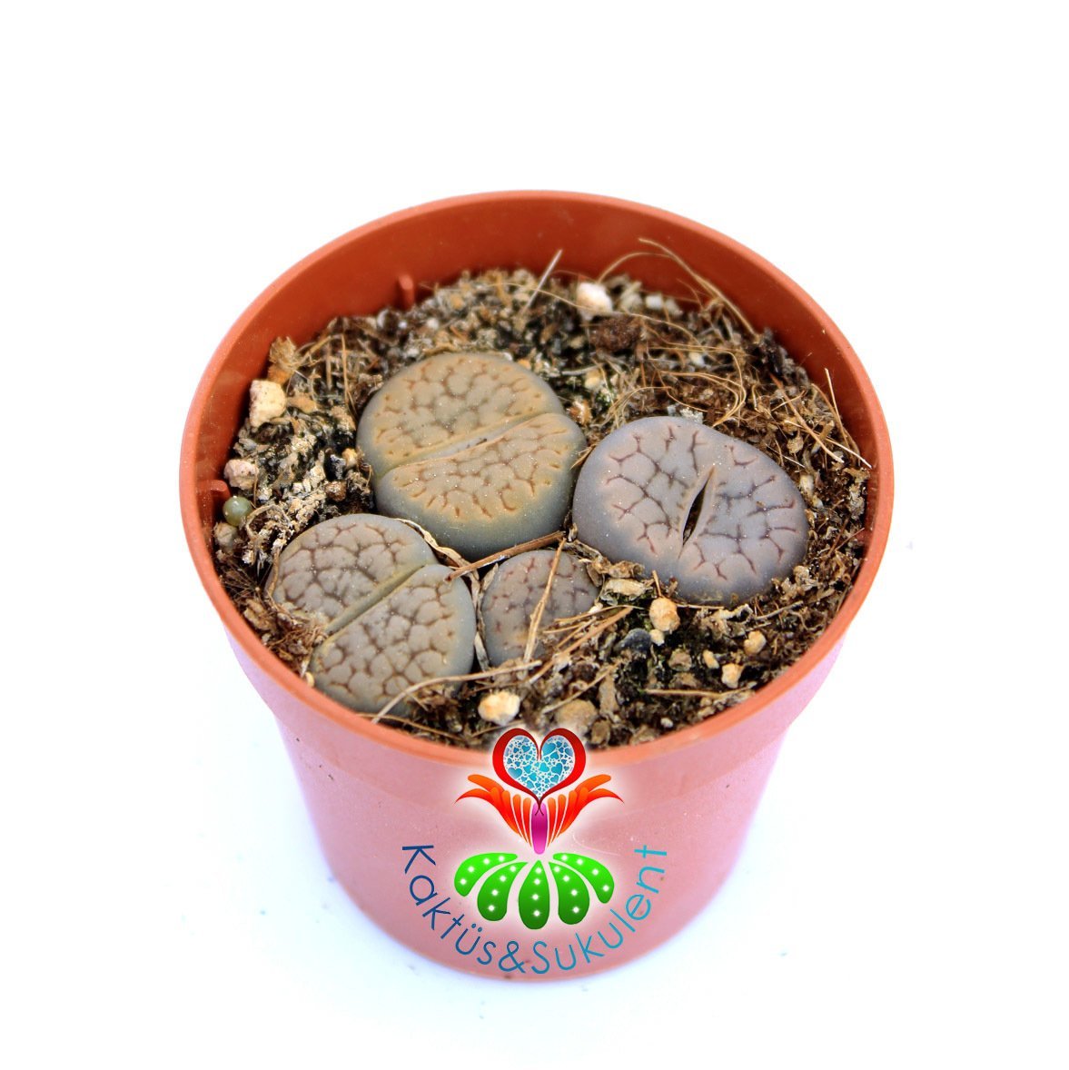 Lithops Mix- Gri-Beyaz Tonlarında Yaşayan Taşlar-5,5 cm Saksıda