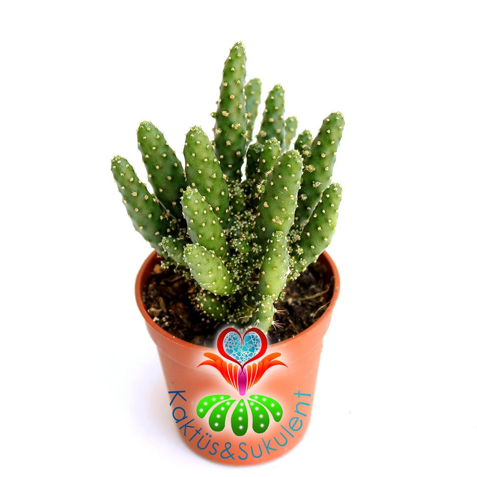 Kaktüs,Opuntia Tuna Monstruosa-Canavar Kaktus-1.Sınıf- 5,5 cm saksıda-Sukulent
