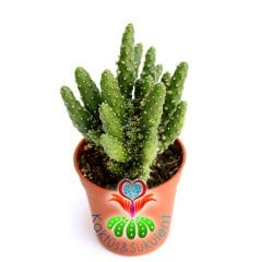 Kaktüs,Opuntia Tuna Monstruosa-Canavar Kaktus-1.Sınıf- 5,5 cm saksıda-Sukulent