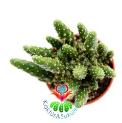 Kaktüs,Opuntia Tuna Monstruosa-Canavar Kaktus-1.Sınıf- 5,5 cm saksıda-Sukulent