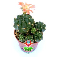 Lobivia Akersii-Turuncu Renk Çiçek Açar-5,5 cm Saksıda bol yavrulu