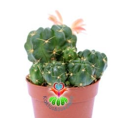 Lobivia Akersii-Turuncu Renk Çiçek Açar-5,5 cm Saksıda bol yavrulu