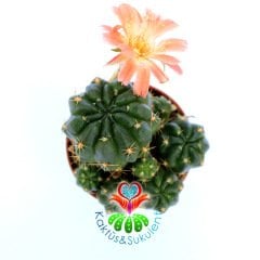 Lobivia Akersii-Turuncu Renk Çiçek Açar-5,5 cm Saksıda bol yavrulu