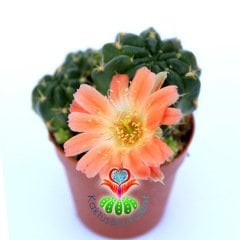 Lobivia Akersii-Turuncu Renk Çiçek Açar-5,5 cm Saksıda bol yavrulu