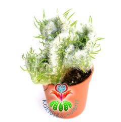 Kaktüs,Opuntia Vestita Cristata - Beyaz Tüylü Beyin Kaktus-1.Sınıf- 5,5 cm saksıda-Sukulent