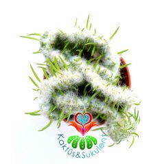 Kaktüs,Opuntia Vestita Cristata - Beyaz Tüylü Beyin Kaktus-1.Sınıf- 5,5 cm saksıda-Sukulent