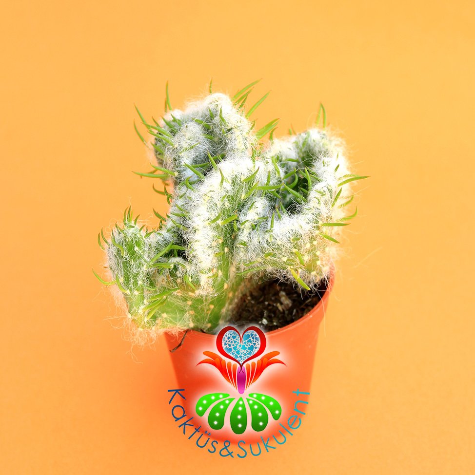 Kaktüs,Opuntia Vestita Cristata - Beyaz Tüylü Beyin Kaktus-1.Sınıf- 5,5 cm saksıda-Sukulent