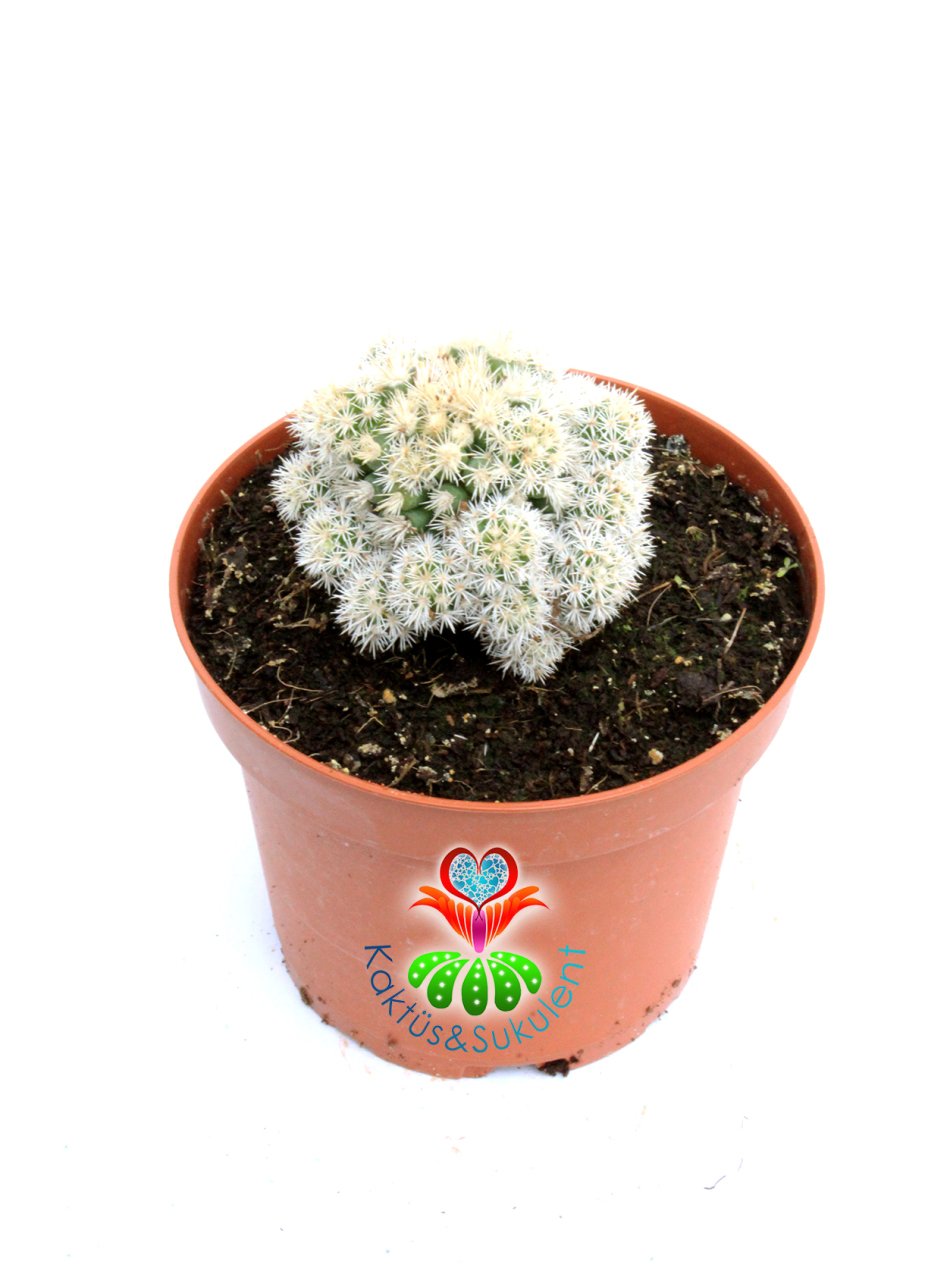 Mammillaria Gracilis Arizona Snowcap-Bembeyaz Yumuşak Dikenli 8 cm saksıda