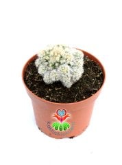 Mammillaria Gracilis Arizona Snowcap-Bembeyaz Yumuşak Dikenli 8 cm saksıda