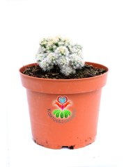 Mammillaria Gracilis Arizona Snowcap-Bembeyaz Yumuşak Dikenli 8 cm saksıda