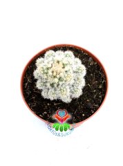 Mammillaria Gracilis Arizona Snowcap-Bembeyaz Yumuşak Dikenli 8 cm saksıda