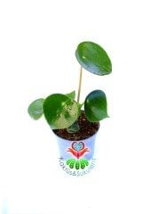 Peperomia ''Raindrop'' Yağmur Damlası - Dev Yeşil Para Yapraklı Nadir Sukulent 8 cm Saksılı 10 cm Boy