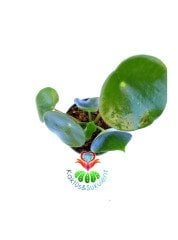 Peperomia ''Raindrop'' Yağmur Damlası - Dev Yeşil Para Yapraklı Nadir Sukulent 8 cm Saksılı 10 cm Boy