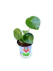 Peperomia ''Raindrop'' Yağmur Damlası - Dev Yeşil Para Yapraklı Nadir Sukulent 8 cm Saksılı 10 cm Boy