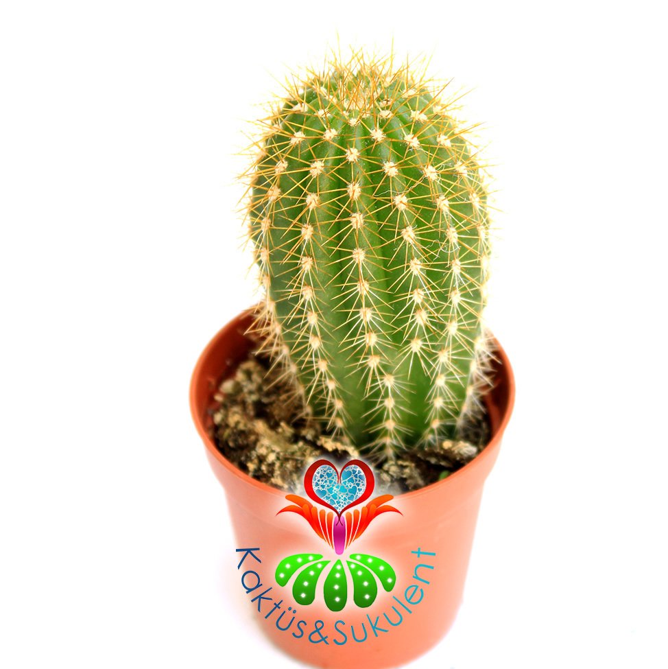 Kaktüs,Vatricania guentherii -Sarı Renk Çiçek Açar -1.Sınıf- 5,5 cm saksıda-Sukulent