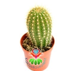 Kaktüs,Vatricania guentherii -Sarı Renk Çiçek Açar -1.Sınıf- 5,5 cm saksıda-Sukulent