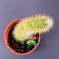 Maymun Kuyruğu Kaktüs-Cleistocactus Colademononis-Sarkıcı Tür-5,5 cm Saksıda