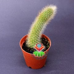 Maymun Kuyruğu Kaktüs-Cleistocactus Colademononis-Sarkıcı Tür-5,5 cm Saksıda