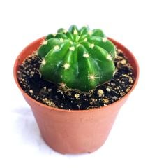 Echinopsis Subdenudata Hybrid Variegated 8 cm Saksıda Çok Nadir Dayanıklı Tür Kaktüs