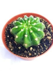 Echinopsis Subdenudata Hybrid Variegated 8 cm Saksıda Çok Nadir Dayanıklı Tür Kaktüs