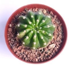 Echinopsis Subdenudata Hybrid Variegated 8 cm Saksıda Çok Nadir Dayanıklı Tür Kaktüs