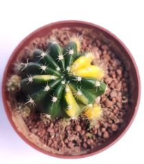 Echinopsis Subdenudata Hybrid Variegated 8,5 cm Saksıda Parlak Renkli kaktüs