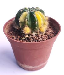 Echinopsis Subdenudata Hybrid Variegated 8,5 cm Saksıda Parlak Renkli kaktüs