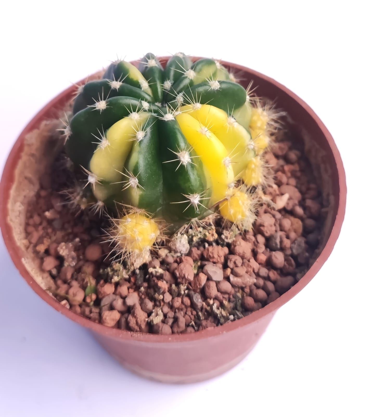 Echinopsis Subdenudata Hybrid Variegated 8,5 cm Saksıda Parlak Renkli kaktüs