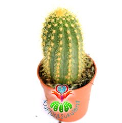 Kaktüs,Trichocereus Huascha-Mükemmel Sarı Renk Çiçek Açar-1.Sınıf- 5,5 cm saksıda-Sukulent