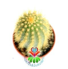 Kaktüs,Trichocereus Huascha-Mükemmel Sarı Renk Çiçek Açar-1.Sınıf- 5,5 cm saksıda-Sukulent