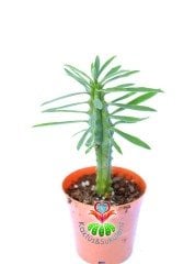 Euphorbia Clava 5,5 cm Saksılı Nadir Tür Sukulent