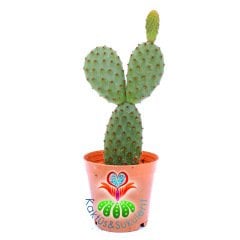 Tavşan Kaktüs, Opuntia Microdasys Rufida-Bronz Nokta Dikenli 5,5 cm Saksıda