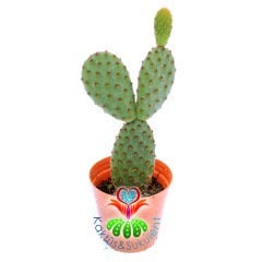 Tavşan Kaktüs, Opuntia Microdasys Rufida-Bronz Nokta Dikenli 5,5 cm Saksıda