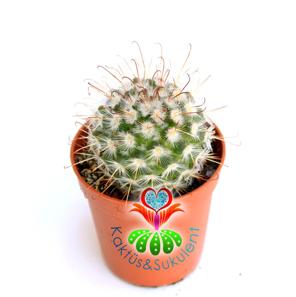 Kaktüs,Mammillaria Bombycina -Kanca Dikenli -Pembe Çiçek Açar-1.Sınıf- 5,5 cm saksıda-Sukulent