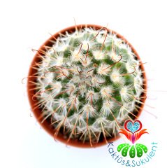 Kaktüs,Mammillaria Bombycina -Kanca Dikenli -Pembe Çiçek Açar-1.Sınıf- 5,5 cm saksıda-Sukulent
