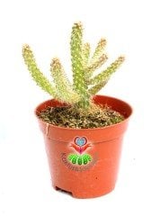 Kaktüs-Opuntia Cylindrica Hybrid- Sıradışı Parmak Formlu-5,5 cm Saksıda