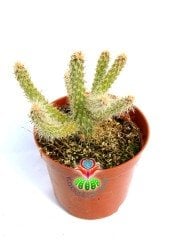 Kaktüs-Opuntia Cylindrica Hybrid- Sıradışı Parmak Formlu-5,5 cm Saksıda