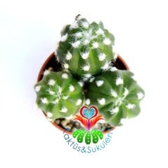 Kaktüs,Echinopsis Subdenudatum-Kokulu Çiçek Açar-1.Sınıf- 5,5 cm saksıda-Sukulent