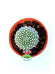 Rebutia Krainziana -Kırmızı Renk Çiçek Açan Nadir Kaktüs-5,5 cm Saksıda