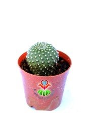 Rebutia Krainziana -Kırmızı Renk Çiçek Açan Nadir Kaktüs-5,5 cm Saksıda