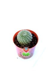 Rebutia Krainziana -Kırmızı Renk Çiçek Açan Nadir Kaktüs-5,5 cm Saksıda